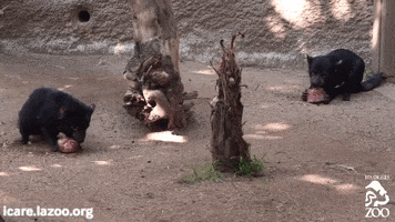 Endangered Species Eating GIF by Los Angeles Zoo and Botanical Gardens