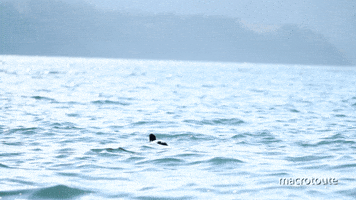 Wild Life Japan GIF