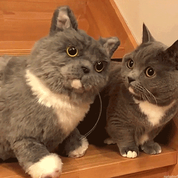 Cat Clone GIF