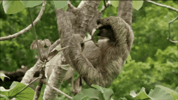 Three-Toed Sloth GIF
