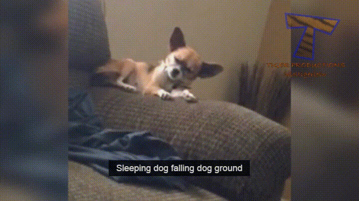 https://media3.giphy.com/media/9SqkOC736I4PS/giphy.gif