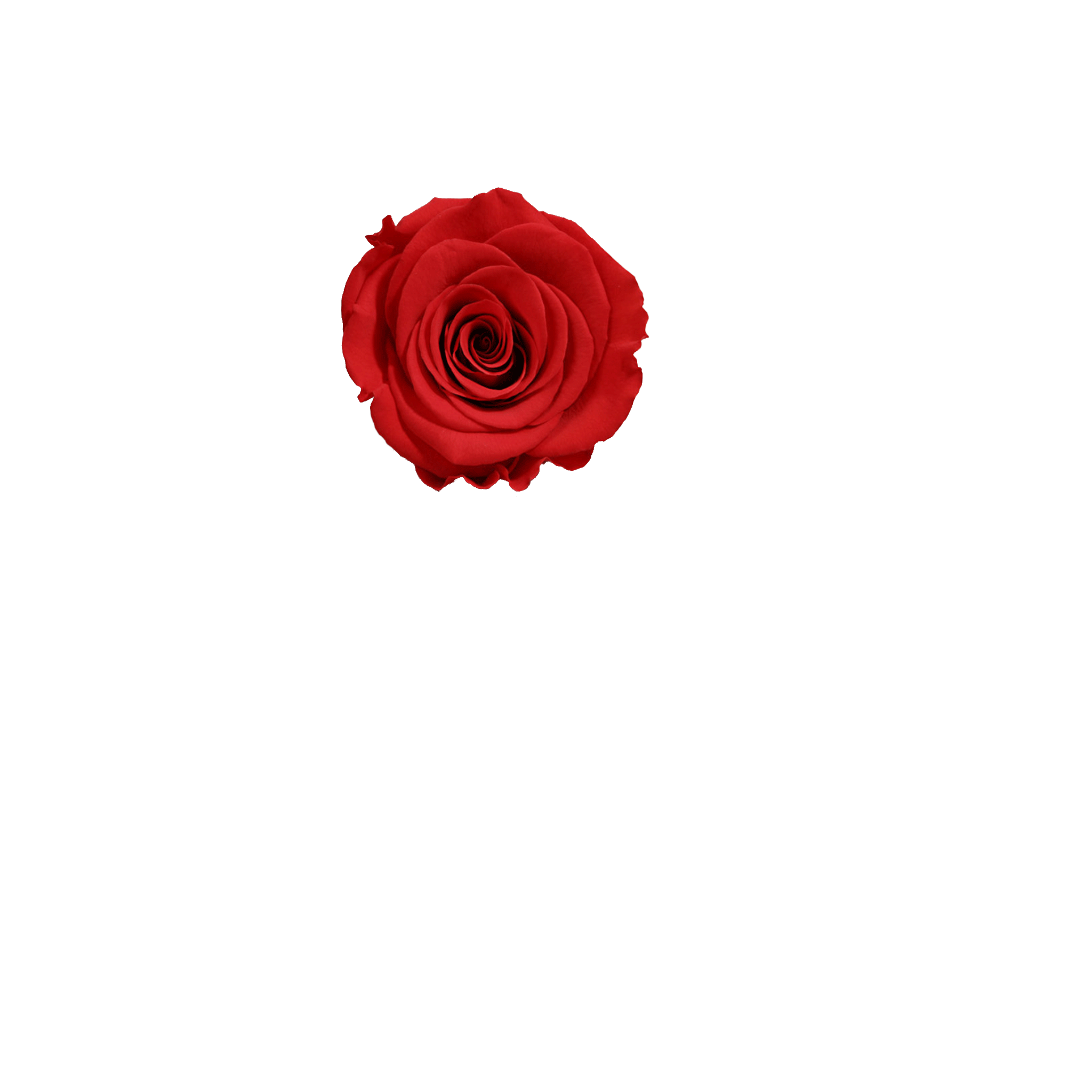 I Love You Rose Sticker By La Fleur Bouquets For Ios Android Giphy