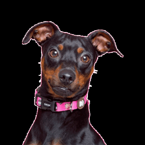 Dog Mola GIF by Dukier