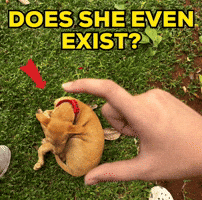 Chikki GIF