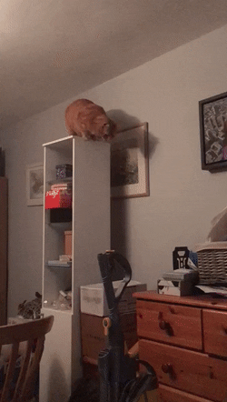 животные убираются дома, животные занимаются уборкаой дома, животные убираются