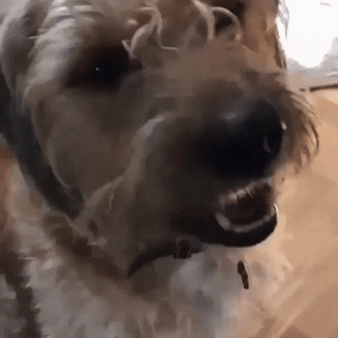 Simon Arnaud GIF