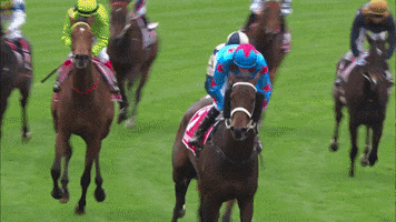 Melbourne Cup Winner GIF by World Horse Racing