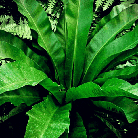 Sticker Plants GIF by AquariumMe