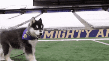Huskies Dubs GIF by Washington Athletics