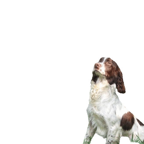 Gun Dogs Direct Sticker