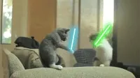 star wars cats GIF