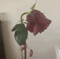 Xd GIF