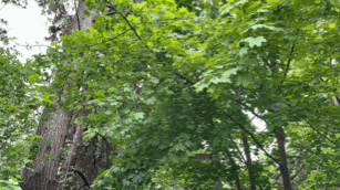Leaf GIF