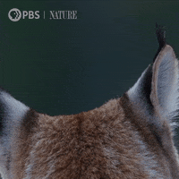 Pbs Nature Winter GIF by Nature on PBS