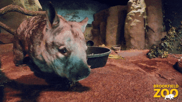 I See You Hello GIF by Brookfield Zoo