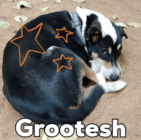 Grootesh GIF