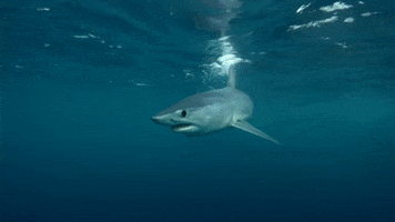 shark week ocean GIF by Discovery Europe