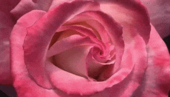 Pink Rose GIF