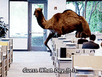 hump day meme camel mike