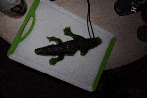 Lizard GIF