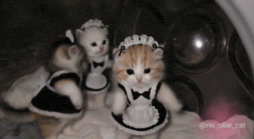 Cats Kittens GIF