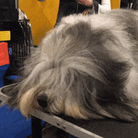 getting ready over it GIF by Westminster Kennel Club