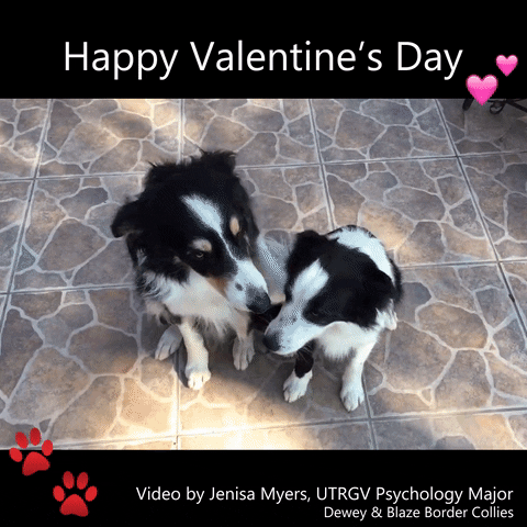 Valentines-day-video GIFs - Get the best GIF on GIPHY