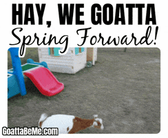 Cute Animals Spring Ahead GIF by Goatta Be Me Goats! Adventures of Pumpkin, Cookie and Java!