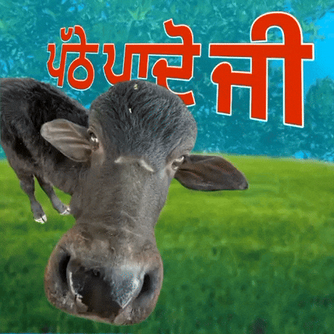 Grass Buffalo GIF