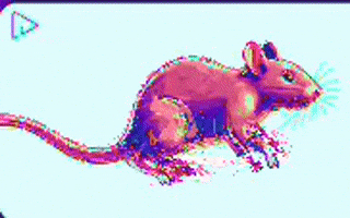 Rat GIF