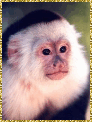monkeys