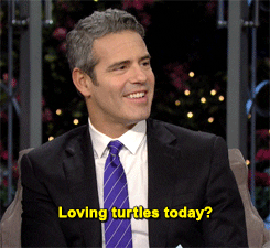 real housewives turtles GIF by RealityTVGIFs