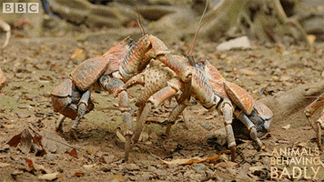 coconut crabs fighting GIF by BBC