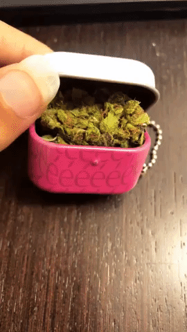 GIF by Elite Seeds and Products SL