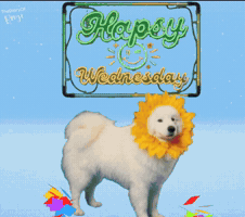 Happy Week GIF