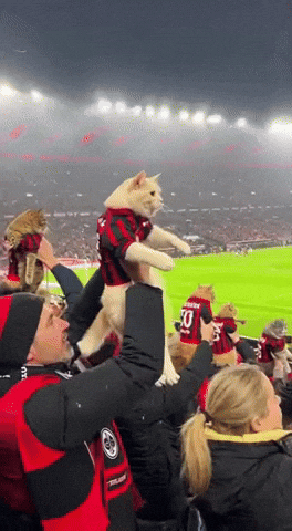 Cat Fans GIF