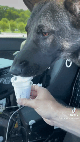 Police Dog GIF by Storyful