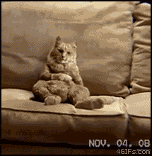 Stand Up Weird Cat GIF