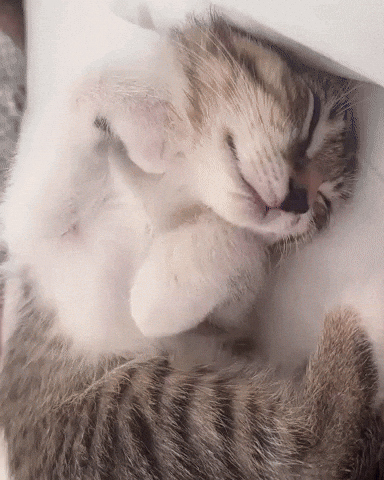 Sleepy Cat GIF