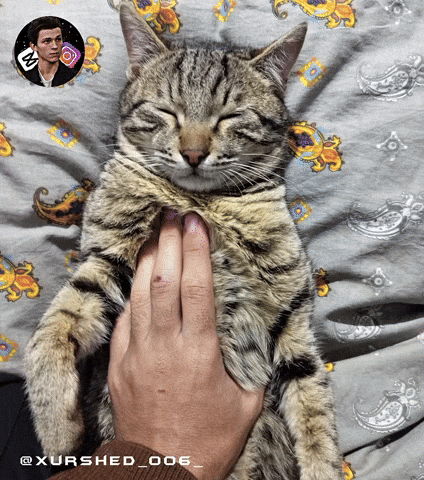 Cat Sleep GIF