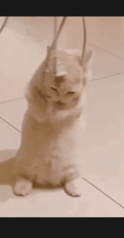 Suicidal Cat GIF