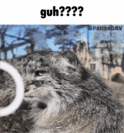 Pallas Cat What GIF