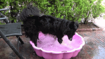 Dog GIF
