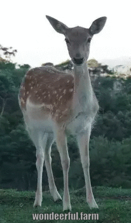 Deer Talking Animal GIF by Wondeerful farm
