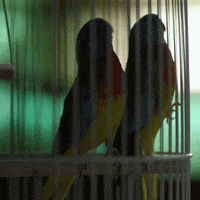 bird box horror GIF by NETFLIX