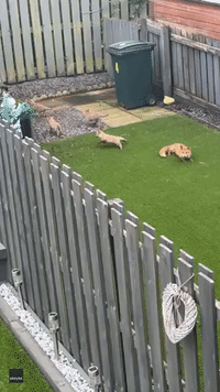 Adorable Baby Foxes Make Home Under Scottish Resident's Hot Tub