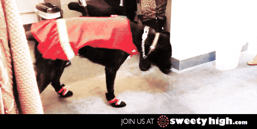 Dog Boots Gifs Get The Best Gif On Giphy