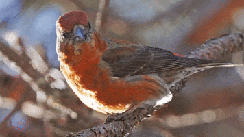 Red Crossbill What GIF by U.S. Fish and Wildlife Service