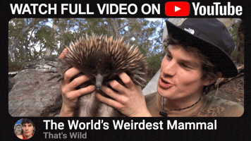 Youtube Australia GIF
