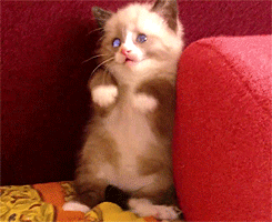 Scared Cat GIFs - Get the best GIF on GIPHY